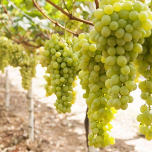 Саженцы Виноград кишмиш белый