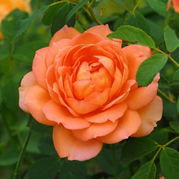 Саженцы Роза английская Леди оф Шалот