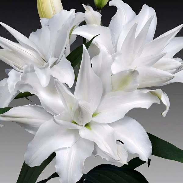 Луковицы  Лилия махровая восточная My Wedding (Май Веддинг) (3шт.)