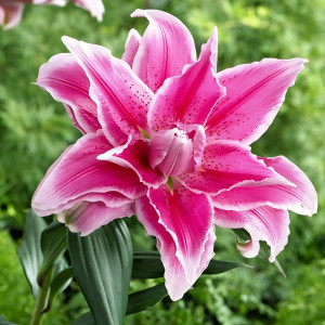  Лилия восточная Roselily Isabella (Розели Изабелла)