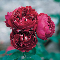 Саженцы Роза парковая Барон Жиро де Лен