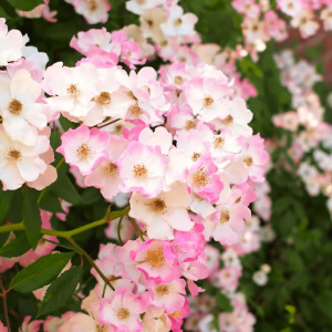 Саженцы Роза флорибунда Балерина