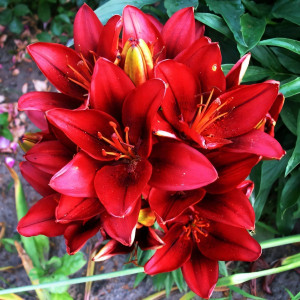  Лилия азиатская Tiny Rocket (Тайни Рокет)