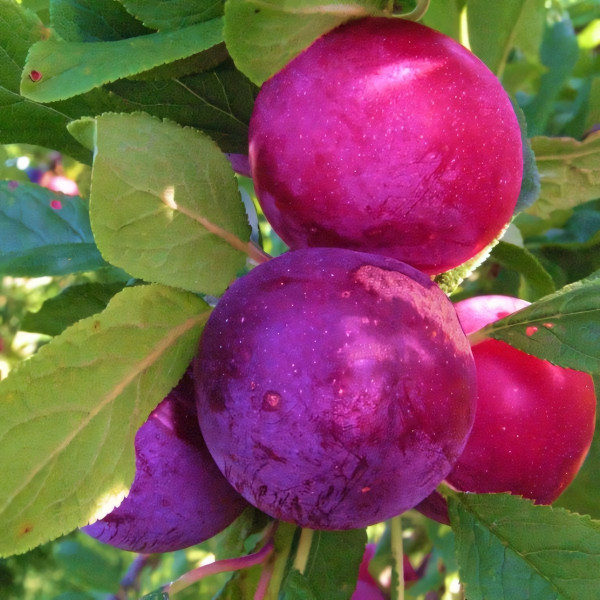 Саженцы Алыча Крупноплодная