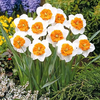 Нарцисс крупноцветковый Белла Виста (в упаковке - 3шт.)