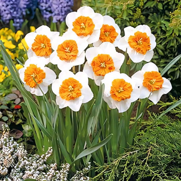 Луковицы Нарцисс крупноцветковый Белла Виста (в упаковке - 3шт.)