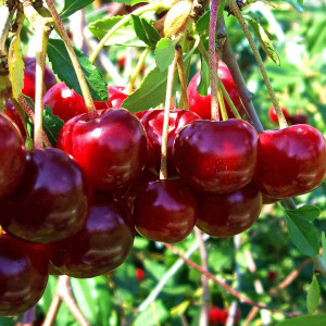 Саженцы Вишня Норд Стар