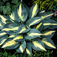 Саженцы Хоста High Sosiety (Хай Сосаити) М