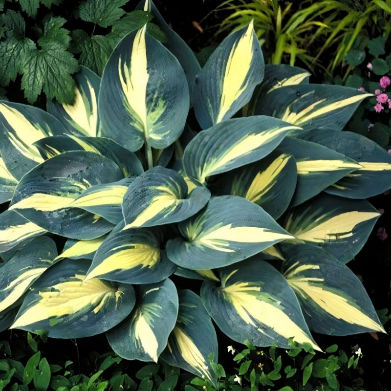 Саженцы Хоста High Sosiety (Хай Сосаити) М
