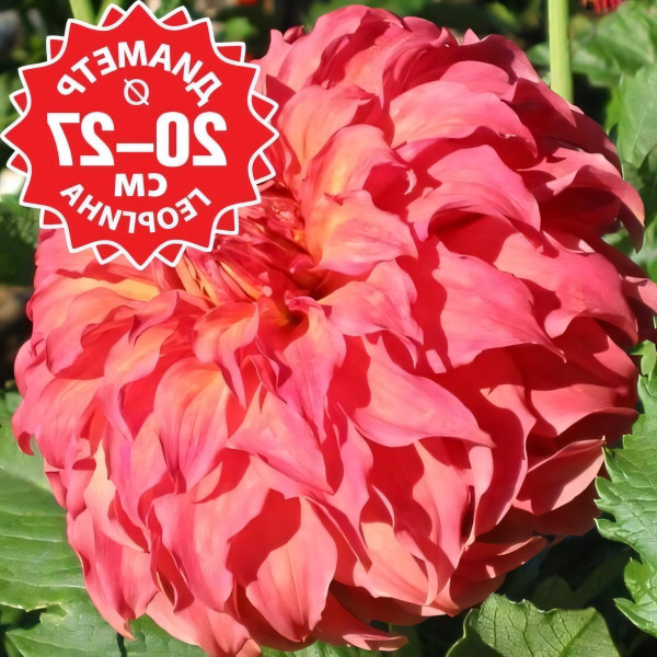 Саженцы Георгина Wyn's Moonlight Sonata