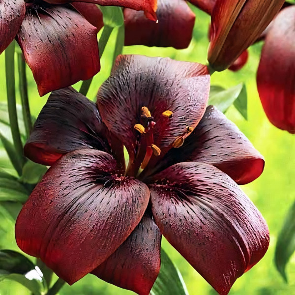 Луковицы  Лилия ЛА гибрид Royal Kiss (Роял Кисс) (3шт.)