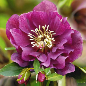 Морозник восточный Дабл Эллен Ред 