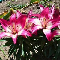 Луковицы  Лилия азиатская Perfect Joy (Перфект Джой) (3шт.)