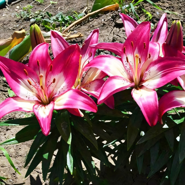 Луковицы  Лилия азиатская Perfect Joy (Перфект Джой) (3шт.)