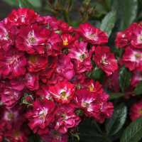 Саженцы Роза флорибунда Альберих