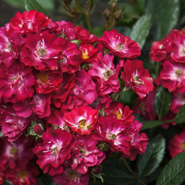 Саженцы Роза флорибунда Альберих