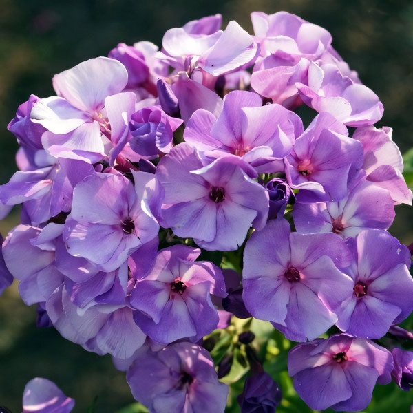 Саженцы Флокс Jeff's Blue (Джеффс Блю)