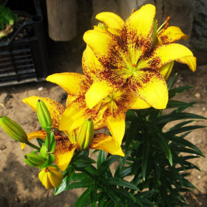  Лилия азиатская Yellow Brush (Йеллоу Браш)