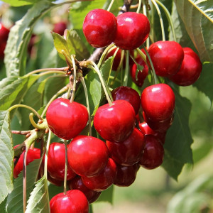 Саженцы Черешня Майская