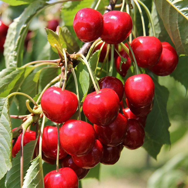 Саженцы Черешня Майская