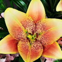 Луковицы  Лилия ЛА гибрид Sweet Desire (Свит Дезаер) (3шт.)