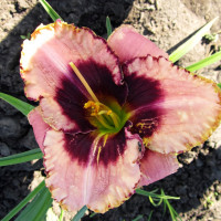 Саженцы Лилейник Border Music (Бордер Мьюзик)