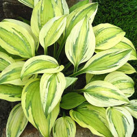 Саженцы Хоста Captain's Adventure (Кэпитанс Адвенчер) М