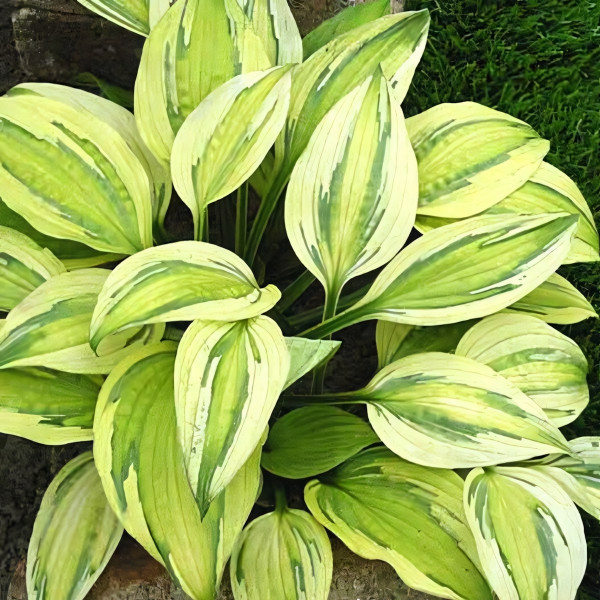 Саженцы Хоста Captain's Adventure (Кэпитанс Адвенчер) М