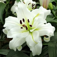 Луковицы Саженцы Лилия ОТ гибрид White Eyes (Уайт Айз) (3шт.)