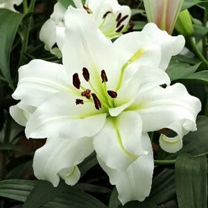  Лилия ОТ гибрид White Eyes (Уайт Айз)