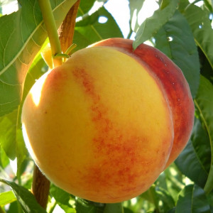 Саженцы Персик Ветеран