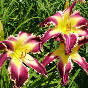 Саженцы Лилейник Absolute Ripper (Абсолют Рипер)