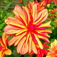 Саженцы Георгина Jescot Julie