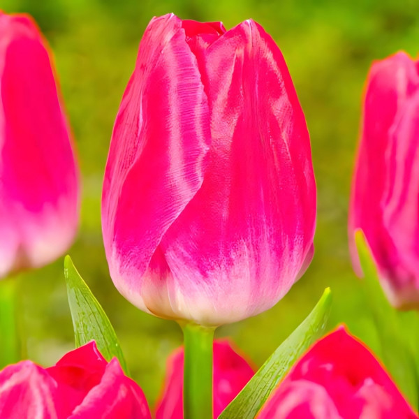 Луковицы Тюльпан Триумф Болроял Альфа (в упаковке - 3шт.)