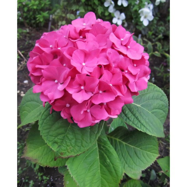 Саженец Гортензия крупнолистная Yola (Йола)