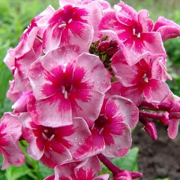 Саженцы Флокс Stars and Stripes (Старс энд Страйп)