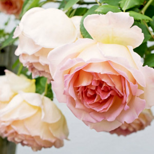 Саженцы Роза флорибунда Амаретто