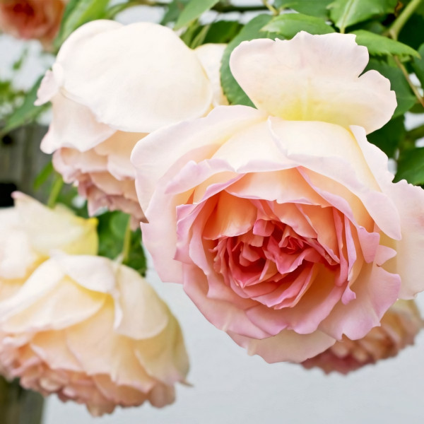 Саженцы Роза флорибунда Амаретто