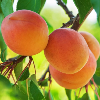 Саженцы Абрикос Дионис