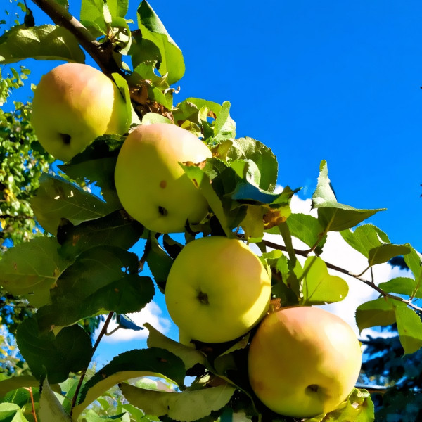 Саженцы Яблоня Афродита