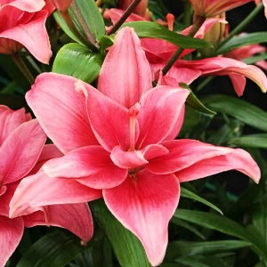  Лилия Пинк Блоссом