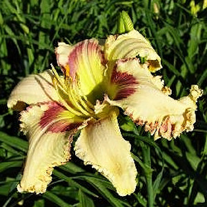 Саженцы Лилейник Michigan Nikki (Мичиган Ники)