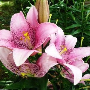  Лилия ЛА гибрид Sweet Sugar (Свит Шугар)