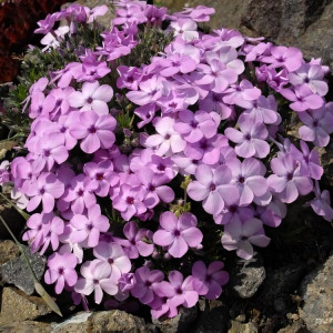 Саженцы Флокс Дугласа Ева