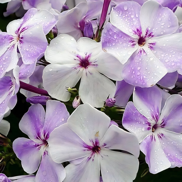 Саженцы Флокс Flame Pro Light Blue (Флейм Про Лайт Блю)