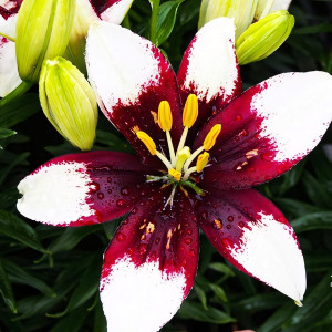  Лилия азиатская Tiny Padhye (Тайни Пэдхай)