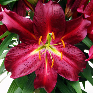  Лилия восточная Avenger (Авиньер)
