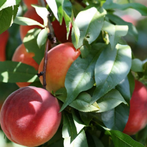 Саженцы Персик Роял Ви