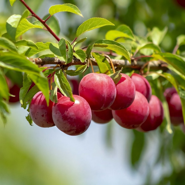 Саженцы Слива Орловская красная