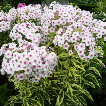 Саженцы Флокс Creme de Menthe (Крем де Менс)